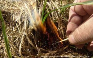 ae4bd9f12fdaeec7accb4242d336fc45