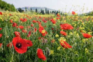 1ddacc4b0d503ced261c2934f863a573