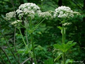 1444735963_borschevik