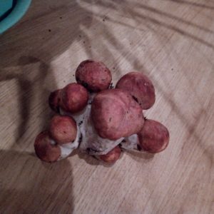 IMG_20170912_081834_416